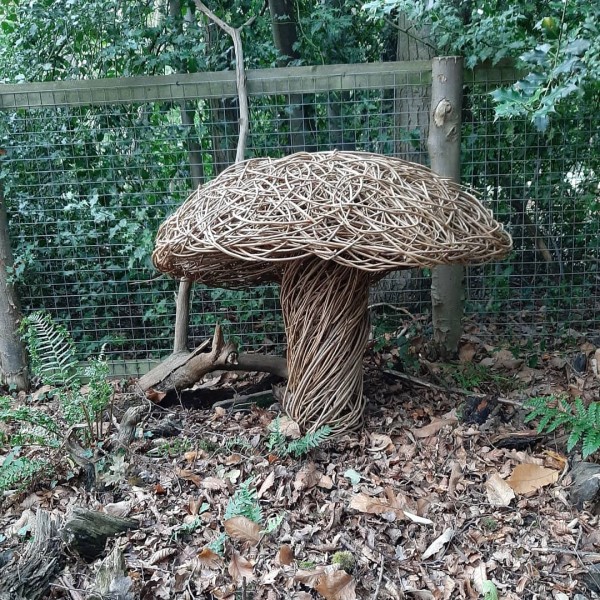 willow fungi, willow mushroom, installation, contempory, sustainable sculpture